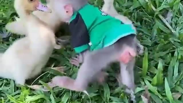 tamarin and ducklings playing🦆🦆🐒