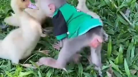 tamarin and ducklings playing🦆🦆🐒