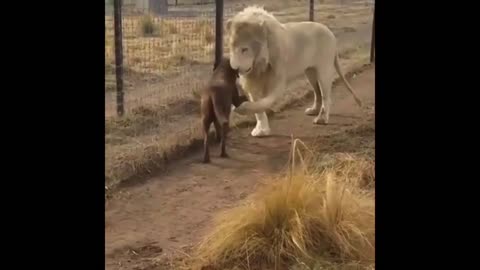 Lion greets dog!