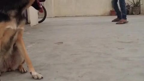 German shepherd training #germanshepherd #germanshepherdtraining #agressivedog