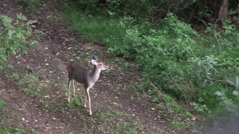 2022 KY Deer Season - DAY 4