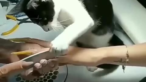 My cute baby cat playing a basketball 🏀🏀🏀