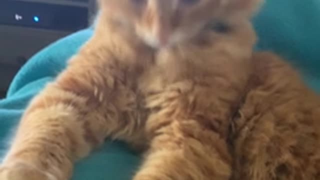 Kitty Makes Strange Face after Being Caught