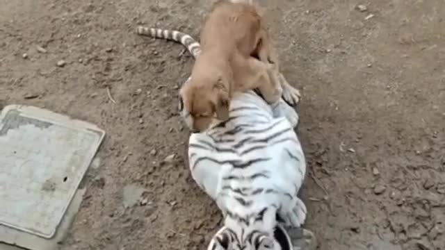If only this dog knew who he was doing that with
