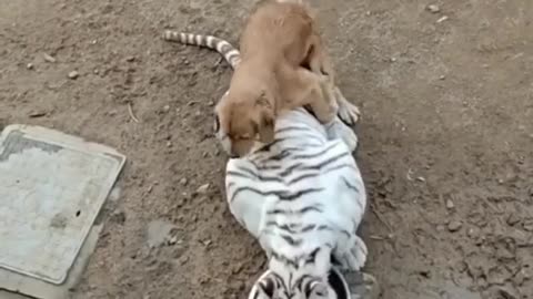 If only this dog knew who he was doing that with