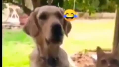Here is a animals video#funny animal videos try not to laugh#funny animadance#funny animal moments