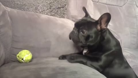funny video