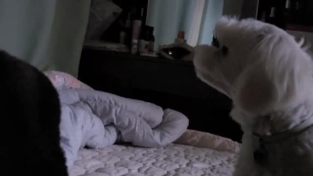 Puppies who engage in nervous warfare at night...