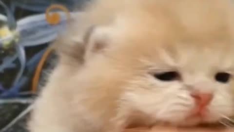 Funny Cat Videos |Rumble|Funny Cat Videos 20213