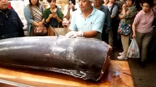 Large fishery Omi Town Marlin Demolition Show