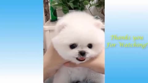 Funny cute animal video