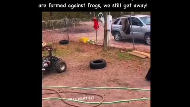Frogs most wanted