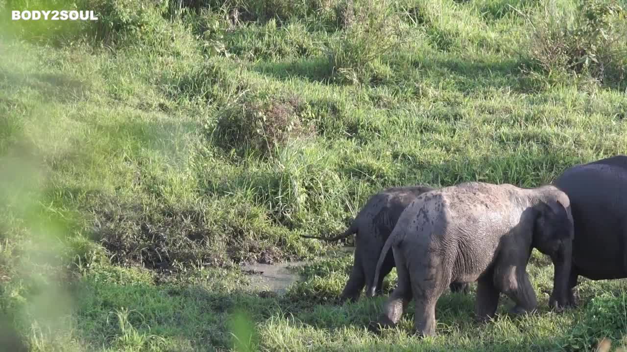 RELAXING MUSIC with CUTE Wild ANIMALS Video | Relax, Sleep, Meditate, Study