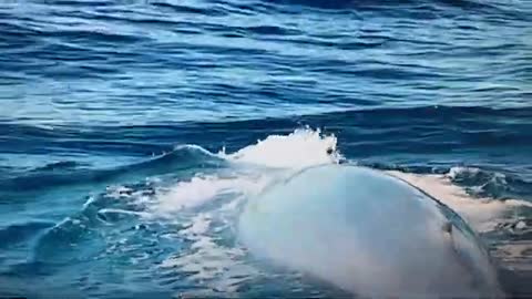 Shark whale हव्ल सार्क