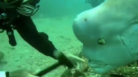 The Most Bizzarre And Beautiful Fish you Have Never Seen Before 😳😱