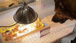 Cooper and the Chicks