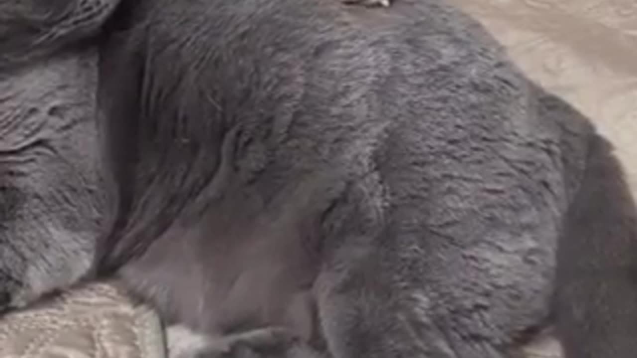 Amazing cat & rat 🐀 trending video