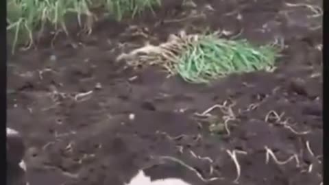 Your Dog Need New Place In Your Garden