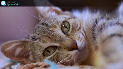 1 Tips for Taking Care of Your Cat