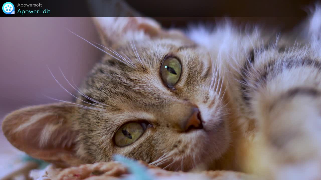 1 Tips for Taking Care of Your Cat