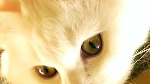Arthritis in Cats: How to treat?