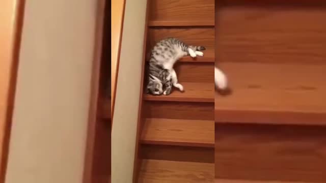 FUNNY VIDEOS | CAT SLIDES DOWNSTAIR