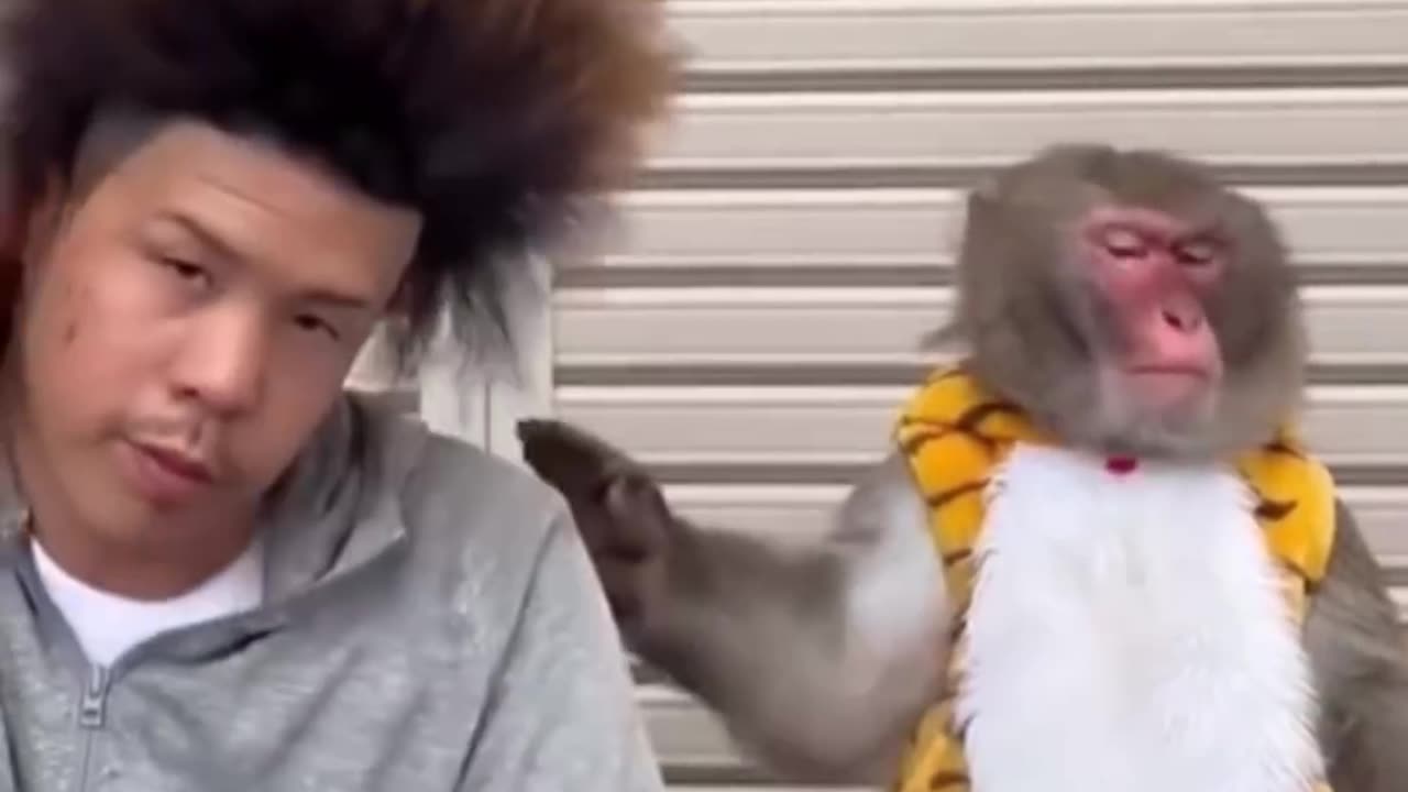 The monkey’s reaction.. 😂