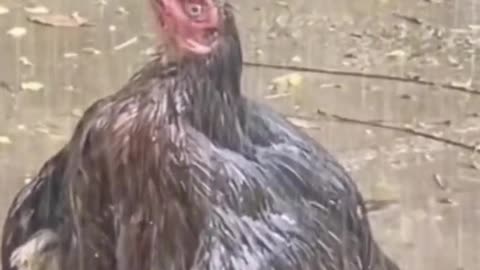 Chicken Shower