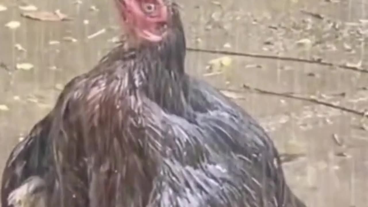 Chicken Shower