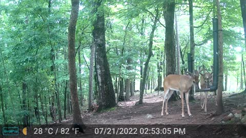 The Woods - 07/22/2022