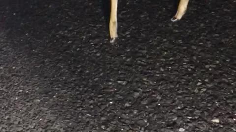 I found Bambi in the middle of the street