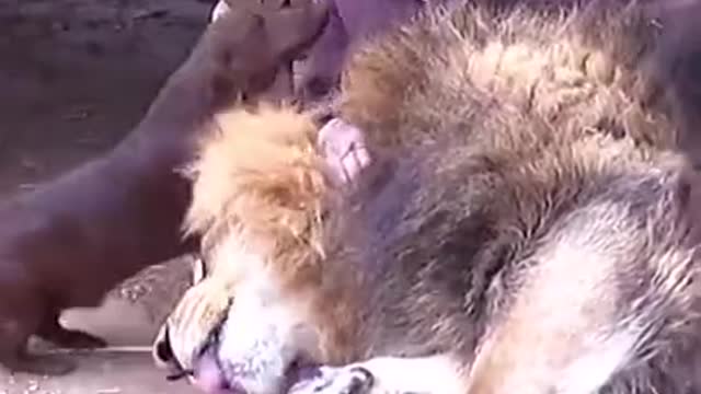 pet lion