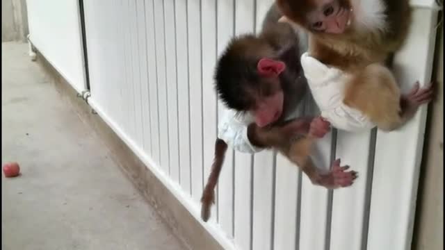 Baby baboon being chased by puppy