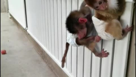 Baby baboon being chased by puppy