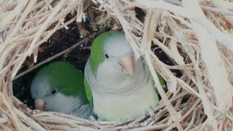 Beautiful birds on nest