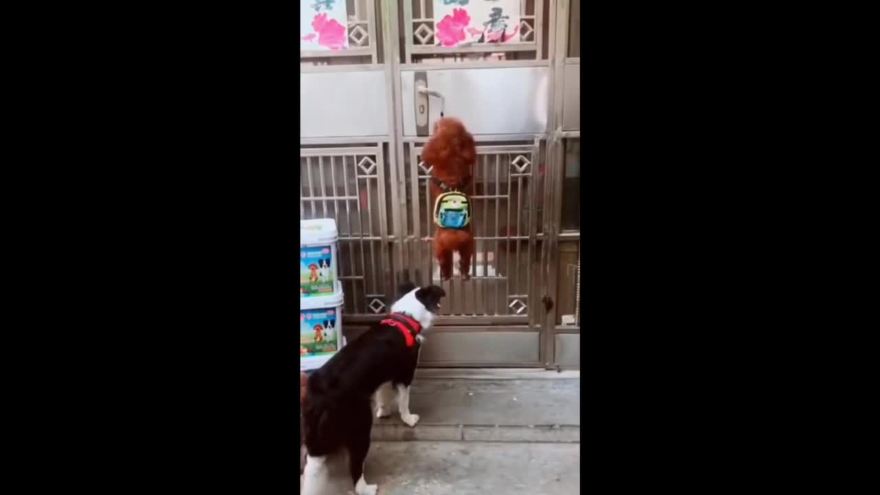 Funny dogs