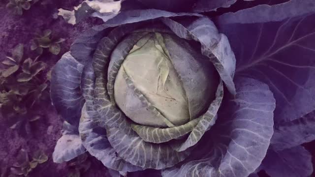 beautiful cabbage