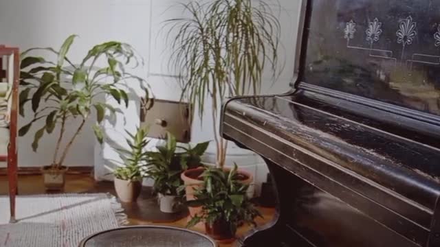 smart cat trying to jump on the piano