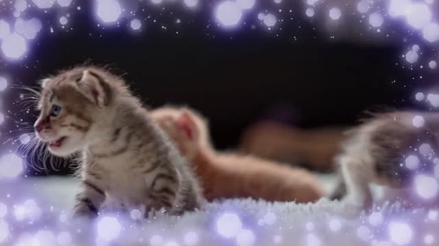 the cutest video you will see today!😍😍