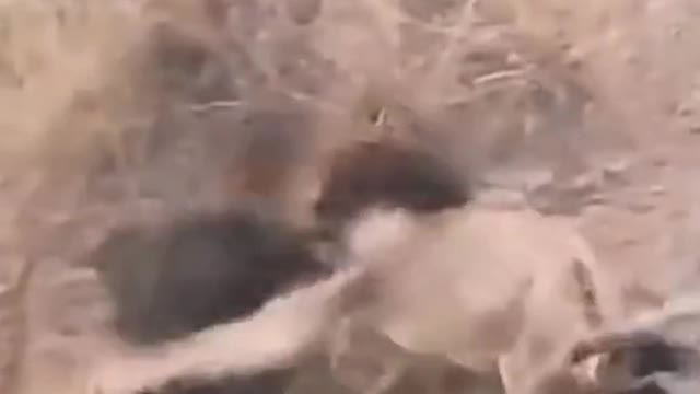 Leão enorme atacando o Guiné