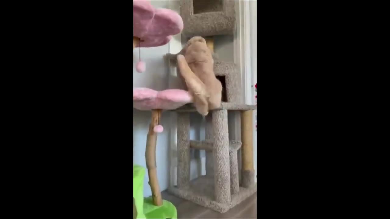 Hilarious Animals Compilation - Cats, Dogs, and More! Funny Animal Videos 2023 - Part 5 by Happy Pet