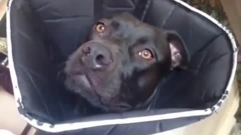 Funny Animals!