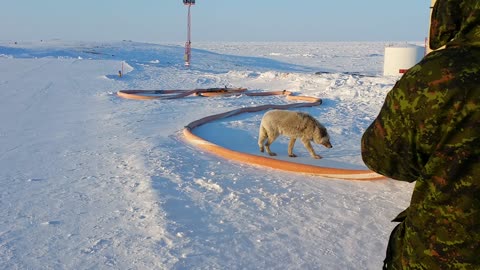 Approached by exiled female arctic wolf.