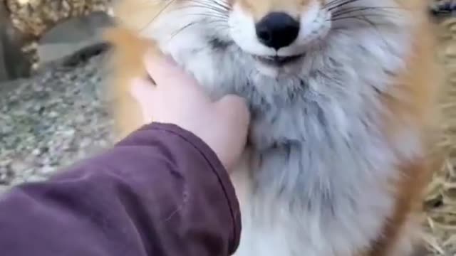 Dog video