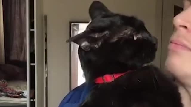 CAT singing..with music😀