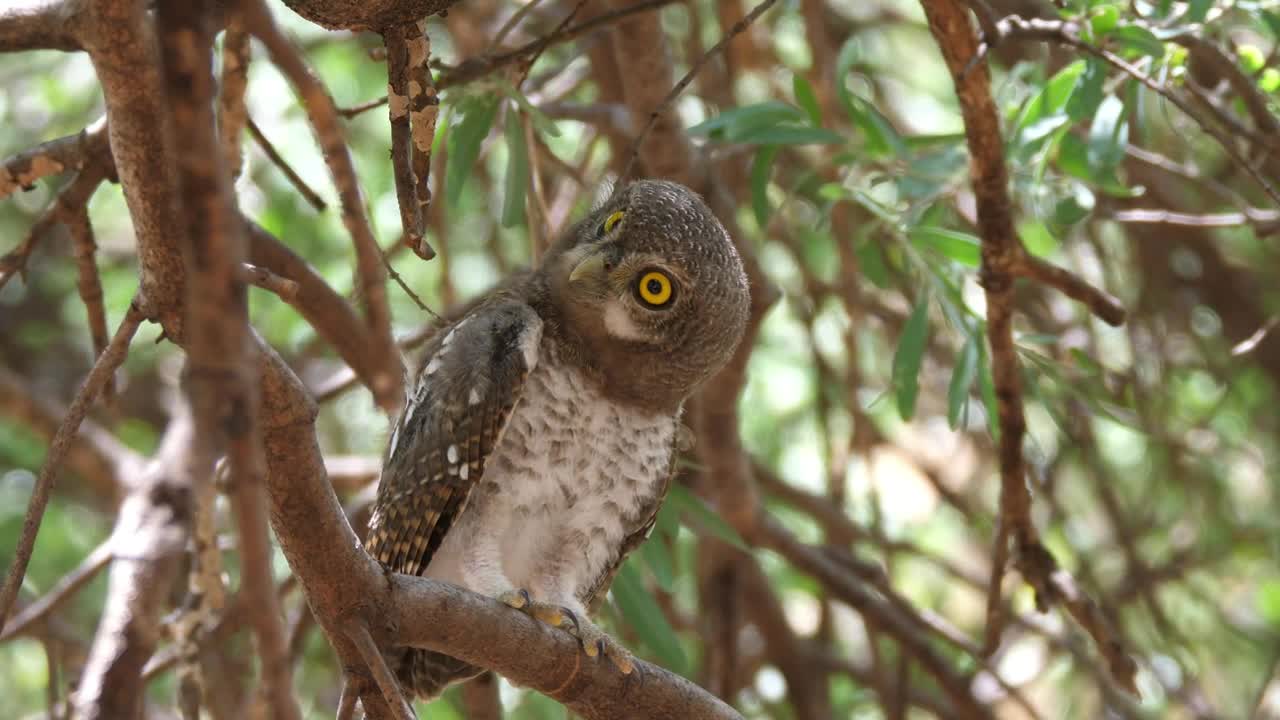 An Owl hooting standing on a tree - With very beautiful music