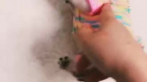 😂 funny dog 🐶 cute 😍. Dog doing funny things.....
