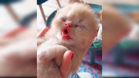 cat funny vedeo compilation
