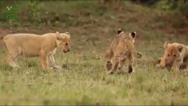 "Baby lion and tiger " cubs play and roar with mom