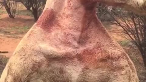 Why Are Male Kangaroos So Strong?